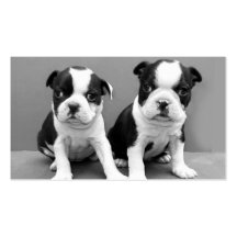 Boston Terrier puppies business cards
