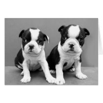 Boston Terrier Puppies Greeting Cards