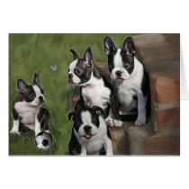 Boston Terrier Puppies Cards