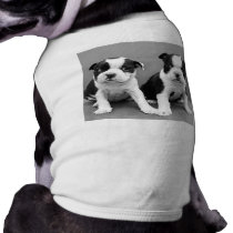 Boston Terrier Puppies dog shirt
