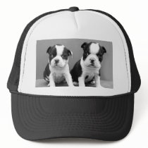 Boston Terrier Puppies hat