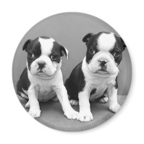 Boston Terrier Puppies magnet