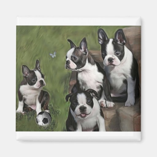 Boston Terrier Puppies Magnet