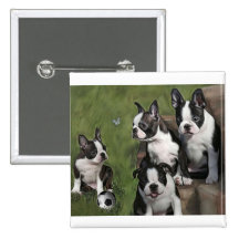 Boston Terrier Puppies Pins