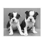 Boston Terrier Puppies postcard