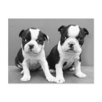 Boston Terrier Puppies postcard