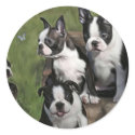 Boston Terrier Puppies stickers