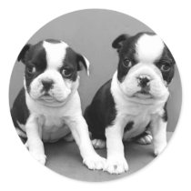 Boston Terrier Puppies stickers