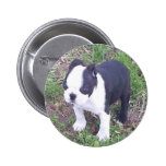 Boston Terrier Puppy Button
