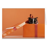 Boston terrier puppy in gift box cards