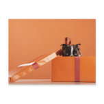 Boston terrier puppy in gift box post card