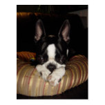 Boston Terrier puppy postcard