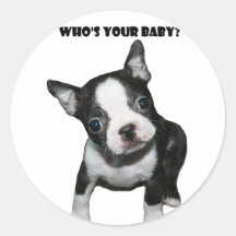 Boston Terrier :  Qui est votre bébé ? Autocollant Rond