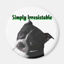 Boston Terrier:  Simply Irresistable Magnet