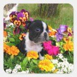 Boston Terrier Sticker
