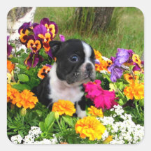Boston Terrier Sticker