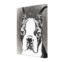 Boston Terrier Stretched Canvas Prints
