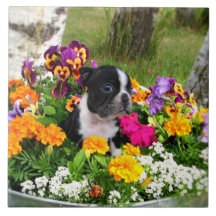 Boston terrier ceramic tiles