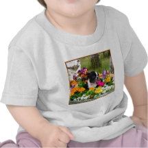 Boston Terrier Tshirt