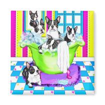Boston Terrier Tub Full