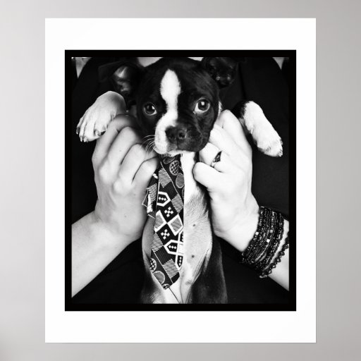 BOSTON TERRIOR WITH TIE B&W PHOTOGRAPH PRINT