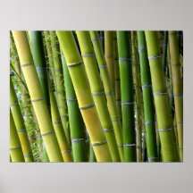 Botanical Bamboo Poster