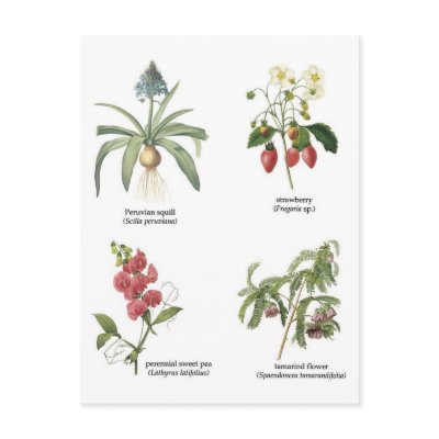 Botanical flower illustrations postcard by delaine31
