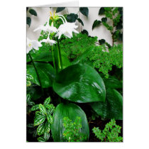 Botanical Garden with White Flowers Cards