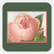 Botanical Pink Cabbage Rose Sticker