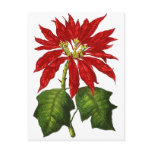 Botanical Poinsettia Postcard