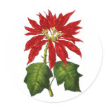 Botanical Poinsettia Sticker