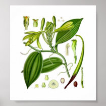 Botanical Vanilla Print
