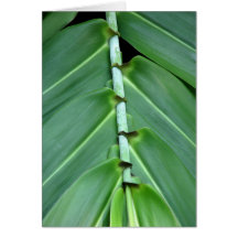 Botanique Cartes De Vœux