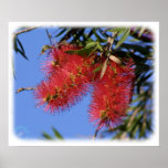 Bottle Brush 9R034D-007 Posters