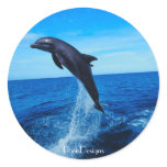 Bottle nose dolphin stickers