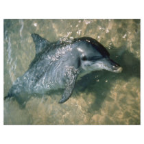 Bottle-nosed dolphin personalized flyer