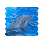 Bottlenose Dolphin Postcard