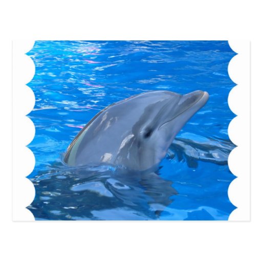 Bottlenose Dolphin Postcard