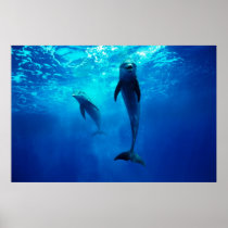 Bottlenose Dolphin Poster FROM 8.99