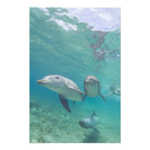 Bottlenose Dolphins Tursiops truncatus) 6 Photographic Print