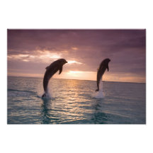 Bottlenose Dolphins Tursiops truncatus) 8 Photo Art