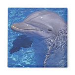 Bottlenosed Dolphin, Tursiops Truncatus Fridge Magnet