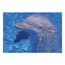 Bottlenosed Dolphin, Tursiops Truncatus Photographic Print
