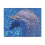 Bottlenosed Dolphin, Tursiops Truncatus Post Card