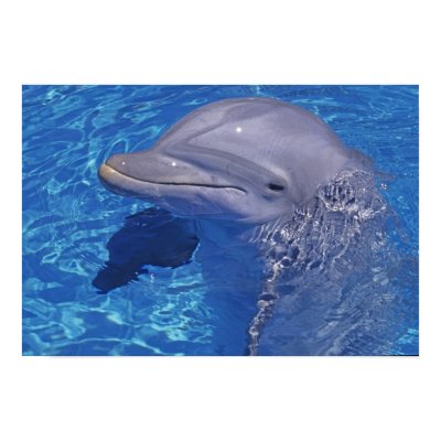 Bottlenosed Dolphin, Tursiops Truncatus Poster by danitadelimont