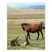 Bottoms Up Young Horse Photo Print