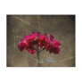 Bougainvillea Antique Post Cards