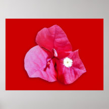 Bougainvillea Blossom Posters