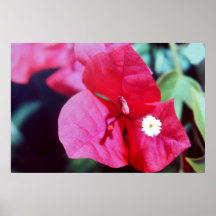 Bougainvillea Blossom Print