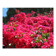 Bougainvillea Field Photograph